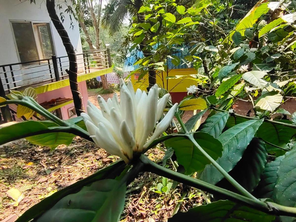 Green Land Estate Homestay 5 Rooms With Garden View 马迪凯里 外观 照片
